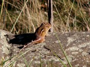 Shenandoah National Park