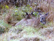 Shenandoah National Park