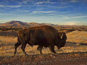 National Bison Range
