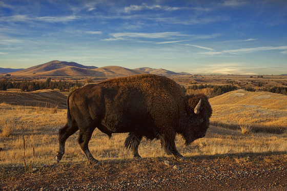 National Bison Range