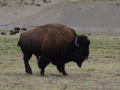 Yellowstone National Park