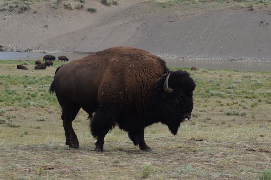 Yellowstone National Park
