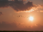 Anahuac Wildlife refruge