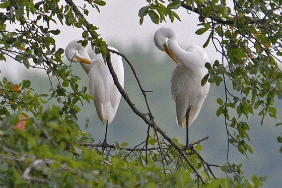 John Heinz National Wildlife Refuge at Tinicum