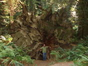 Humbolt Redwoods State Park