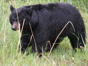 YELLOWSTONE, WYOMING