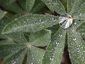 Olympic National Park