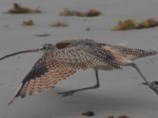 Padre Island National Seashore