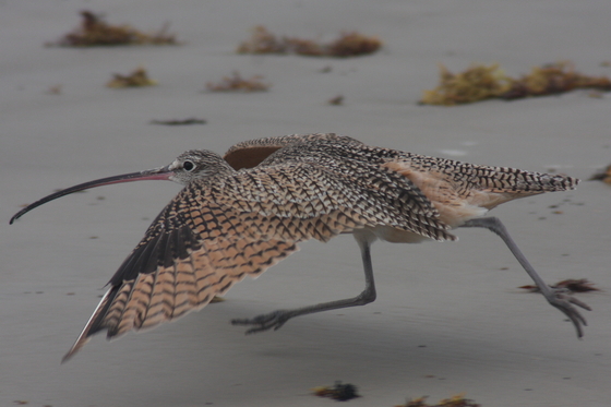 Padre Island National Seashore