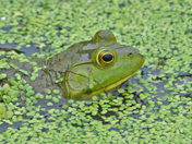 John Heinz National Wildlife Refuge at Tinicum