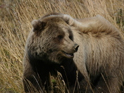 Denali National Park