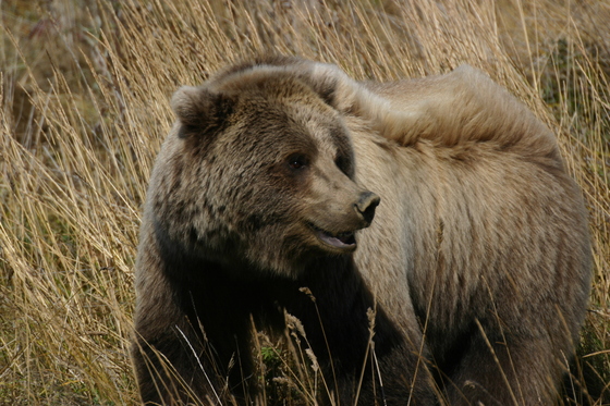 Denali National Park