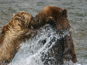 Katmai National Park