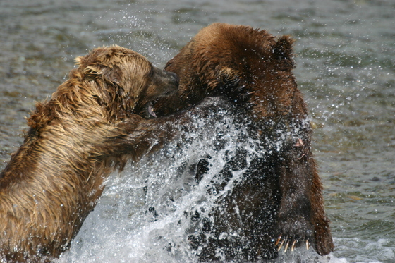 Katmai National Park