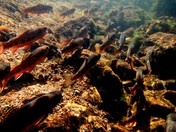 Lake Tahoe Basin Management Unit