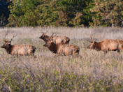 Wichita Mountains Wildlife Refuge
