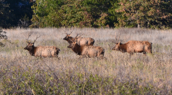 Wichita Mountains Wildlife Refuge