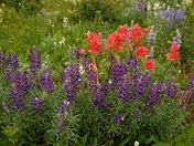 Glacier National Park