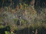 Wichita Mountains Wildlife Refuge 