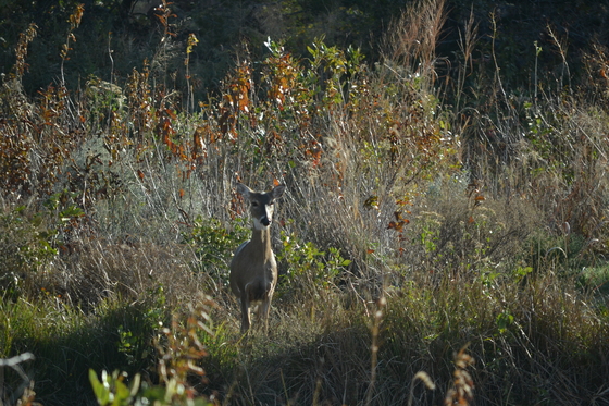 Wichita Mountains Wildlife Refuge 