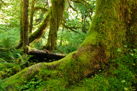 Olympic National Park