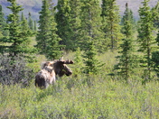 Denali National Park