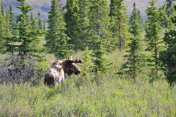 Denali National Park