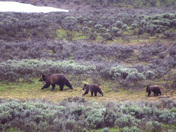 Yellowstone National Park