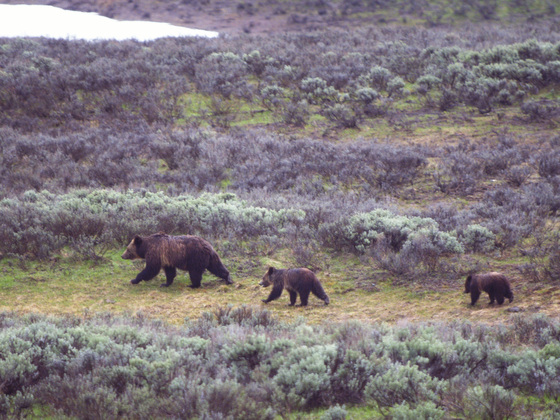 Yellowstone National Park