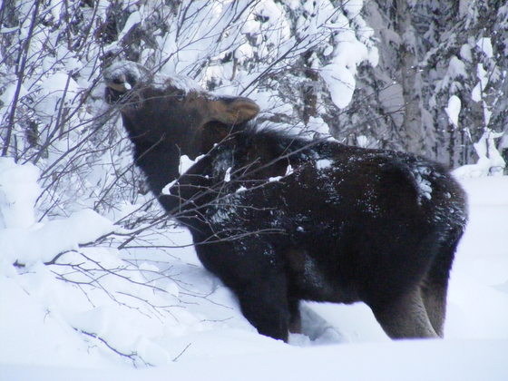 Denali national Park