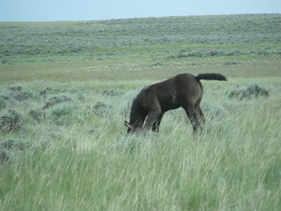 McCullough Peak Wild Horse management area