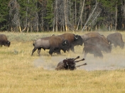 Yellowstone National Park