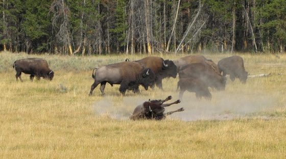Yellowstone National Park