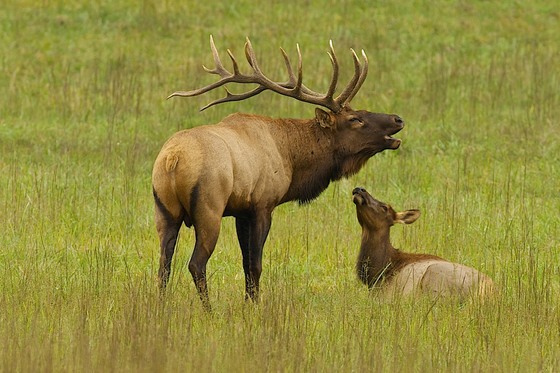 Great Smoky Mountains National Park