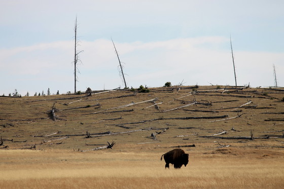 Yellowstone National Park