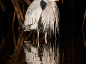 JN Ding Darling National Wildlife Refuge