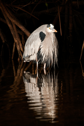 JN Ding Darling National Wildlife Refuge