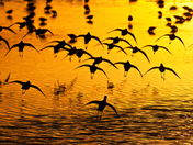 JN Ding Darling National Wildlife Refuge