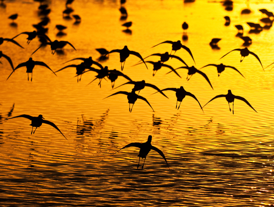 JN Ding Darling National Wildlife Refuge