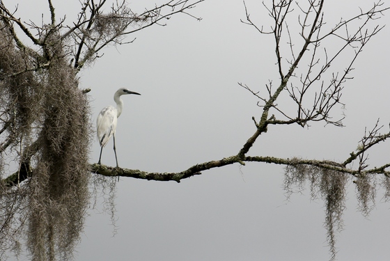 Mandalay NWR