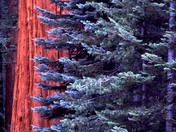 Sequoia National Park