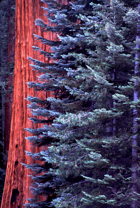 Sequoia National Park