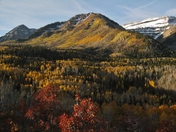 Uinta-Wasatch-Cache National Forest