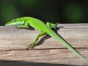 Black Bayou National Wildlife Refuge