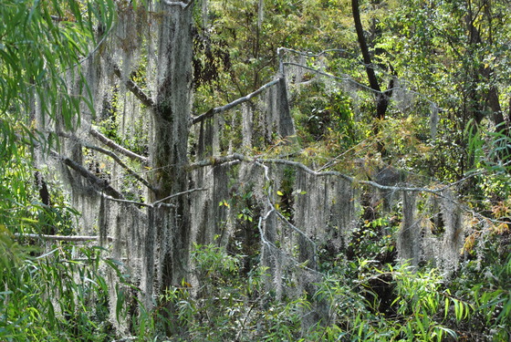 Black Bayou national Wildlife Refuge
