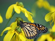 Hang in There Little Monarch