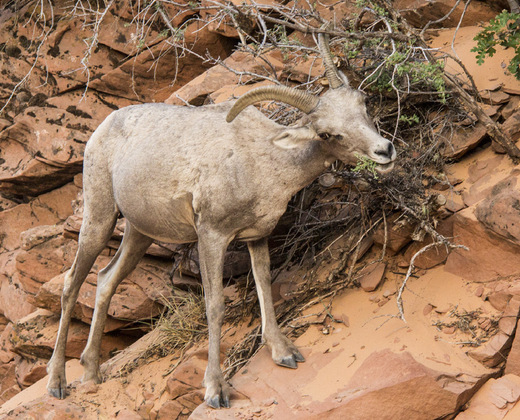 Zion National Park