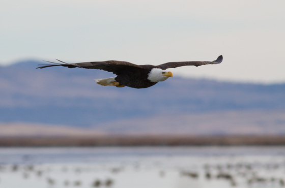 Tule Lake National Wildlife Refuge