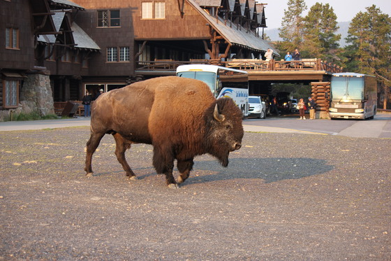 Yellowstone National Park