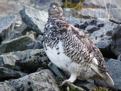 Mt Rainier National Park